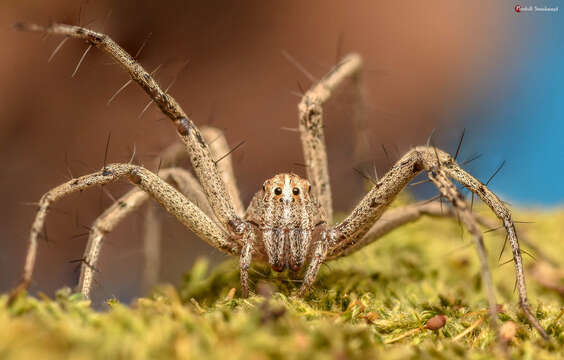 Image of Oxyopes jacksoni Lessert 1915