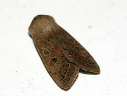 Слика од Orthosia gracilis Schiffermüller 1775