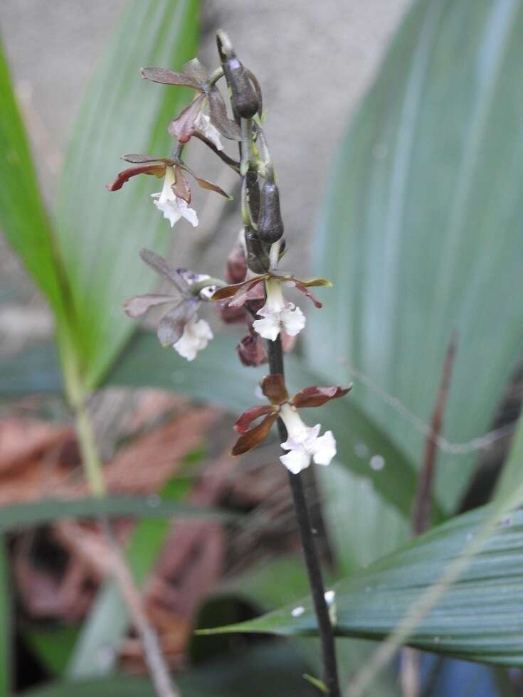 Слика од Prosthechea varicosa (Bateman ex Lindl.) W. E. Higgins