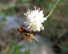 Image of hornet mimic hoverfly