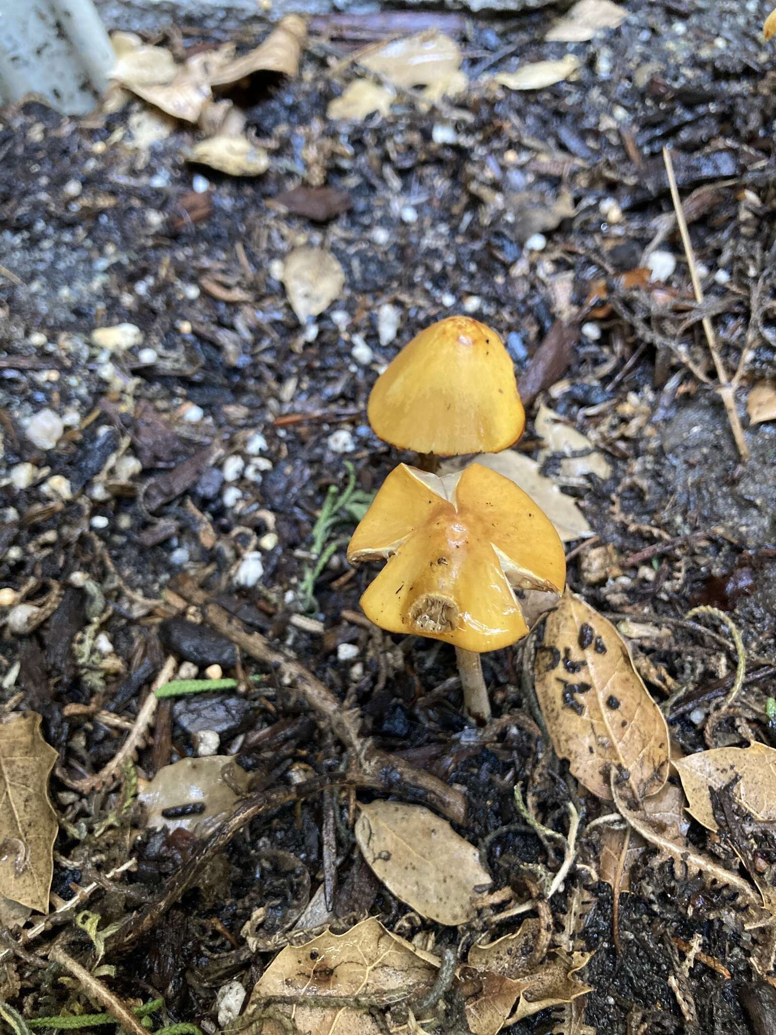 Image of Conocybe aurea (Jul. Schäff.) Hongo 1963