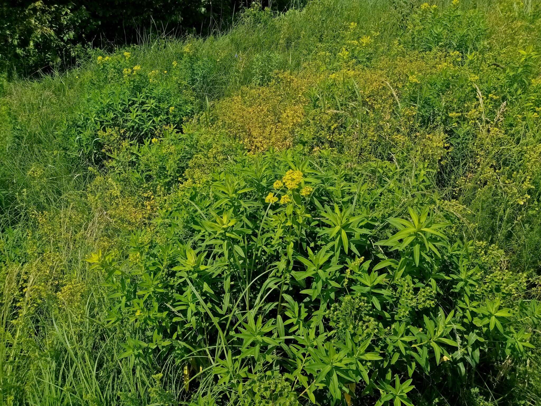 Image of Hairy Spurge