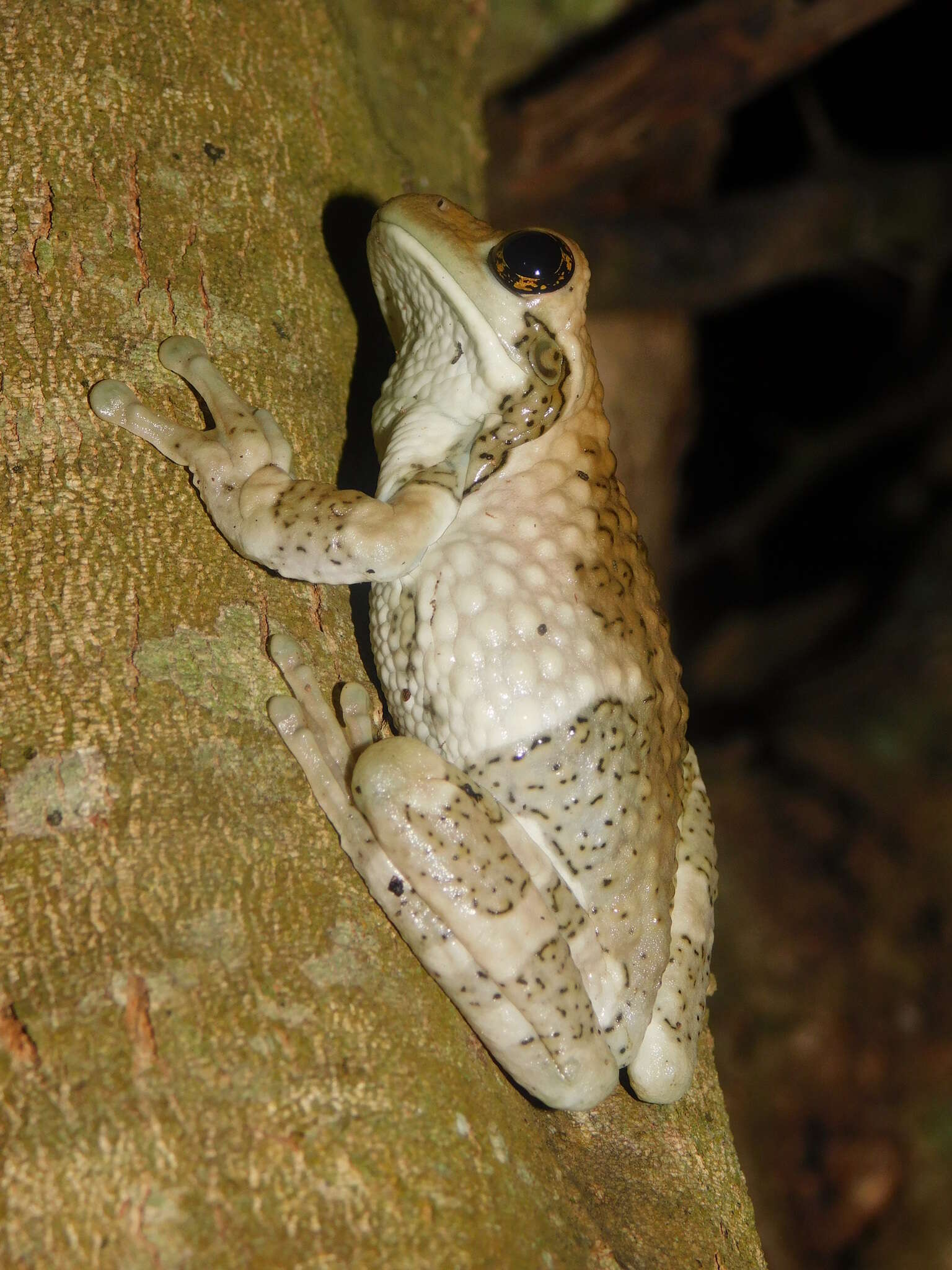 Image of Trachycephalus vermiculatus (Duméril & Bibron 1841)