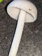 Image of Amanita virginiana (Murrill) Sacc. & Trotter 1925