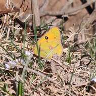 Image of Colias fieldii Ménétriès 1855