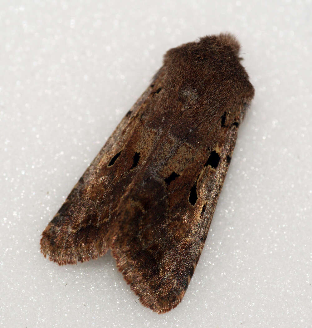 Orthosia gothica Linnaeus 1758 resmi