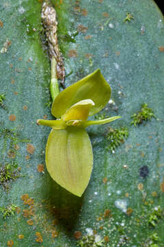 Imagem de Pleurothallis cardiothallis Rchb. fil.