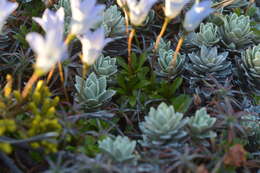 Image of Wahlenbergia pygmaea subsp. pygmaea