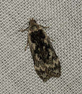 Image of birch sober