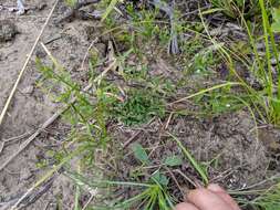 Image of Canadian summer bluet