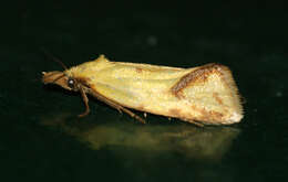 Image of Agapeta