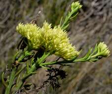 Image of Thesium umbelliferum A. W. Hill