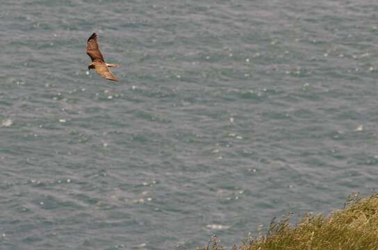 Image of Australasian Harrier