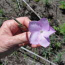 Image of Dianthus zeyheri subsp. zeyheri