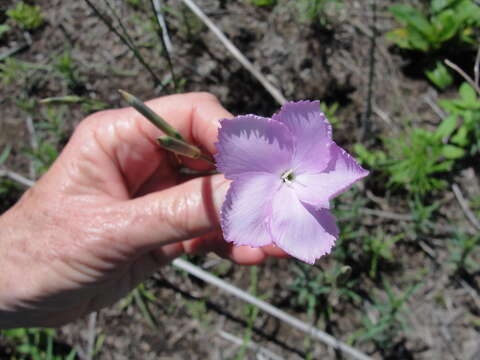 Image of Dianthus zeyheri Sond.