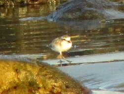 صورة Charadrius marginatus marginatus Vieillot 1818