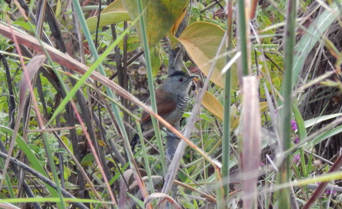 Image of Rufous-winged Antshrike