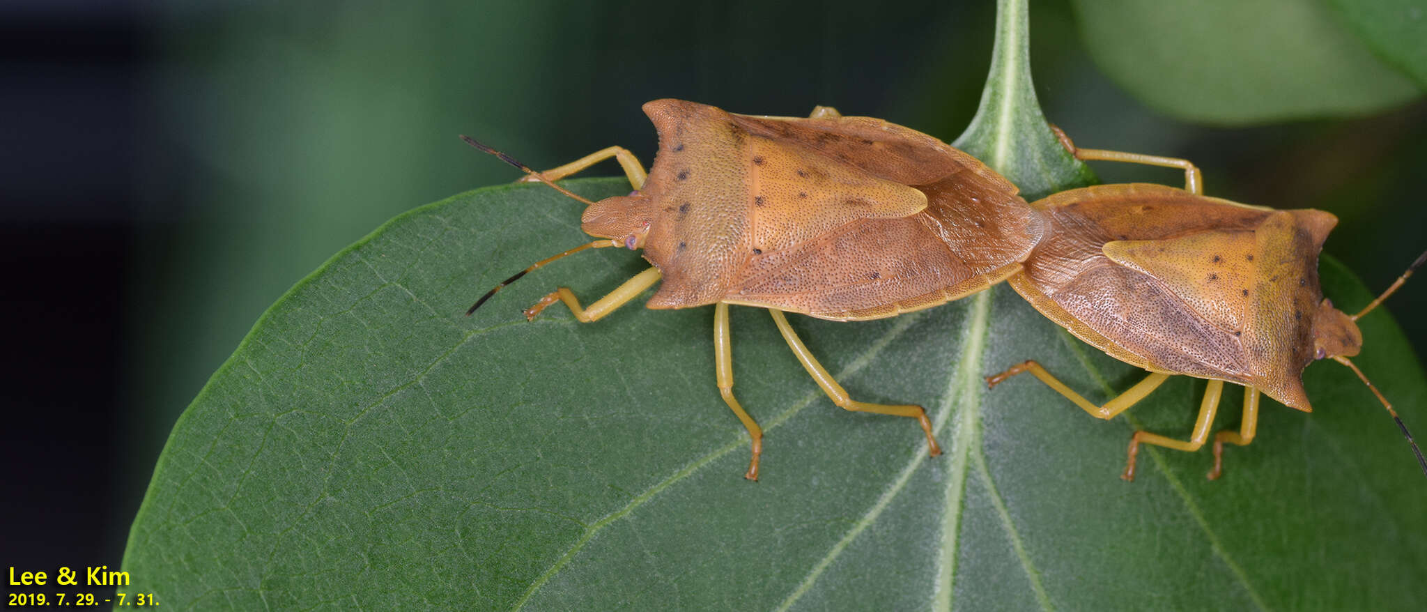 Image of Lelia decempunctata