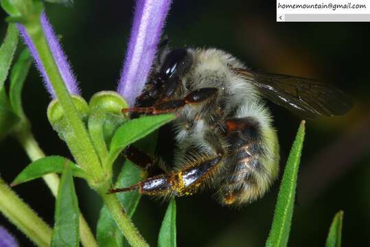 Image of Bombus picipes Richards 1934