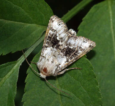 Image of broad-barred white