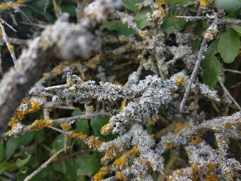 Image of rosette lichen