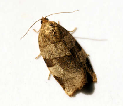 Image of Moth