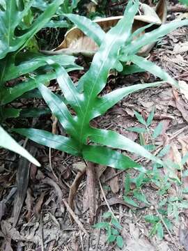 Image of monarch fern