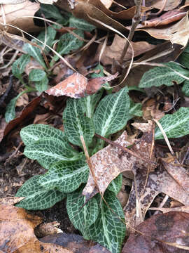 Image de Goodyera pubescens (Willd.) R. Br.