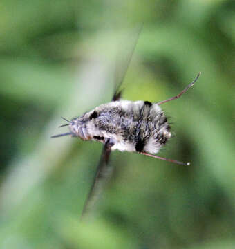 Image of Bombylius breviabdominalis Evenhuis 1977