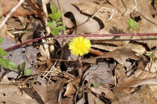 Image of coltsfoot