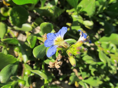 Imagem de Scaevola calendulacea (Kenn.) Druce