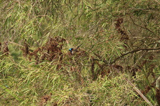 Image of Red-winged Fairy-wren