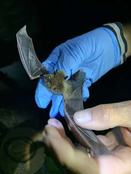 Image of Long-legged Myotis