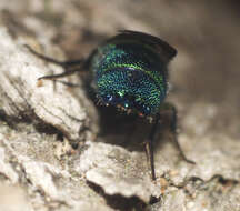 Image of Caenochrysis Kimsey & Bohart 1981