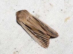 Image of shoulder-striped wainscot