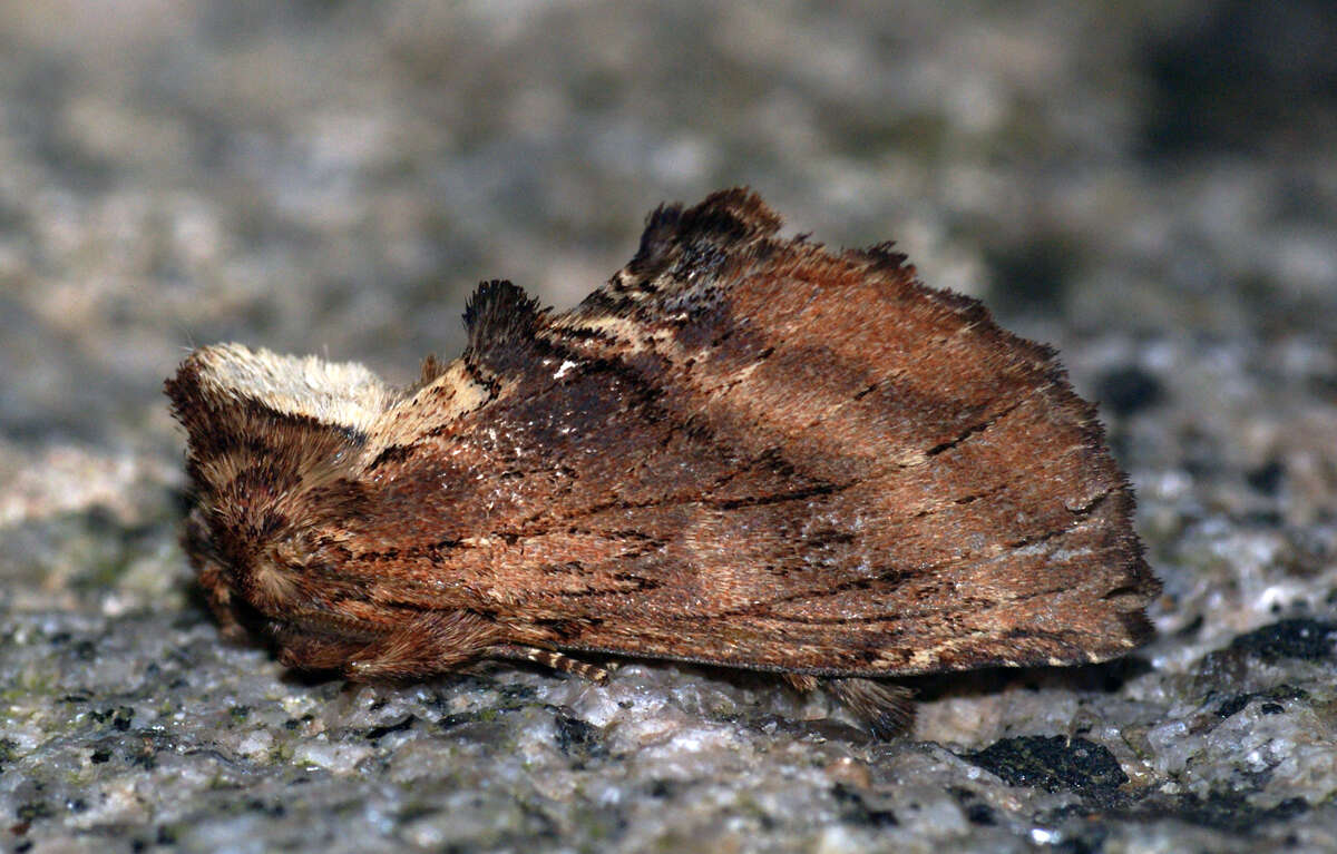 Image of Coxcomb Prominent