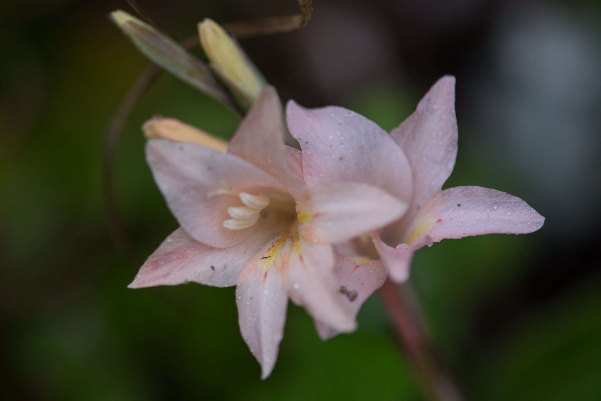 Gladiolus monticola Goldblatt & J. C. Manning resmi