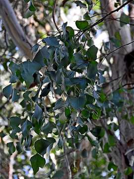 Слика од Eucalyptus baueriana Schauer