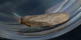 Image of Lesser Wax Moth