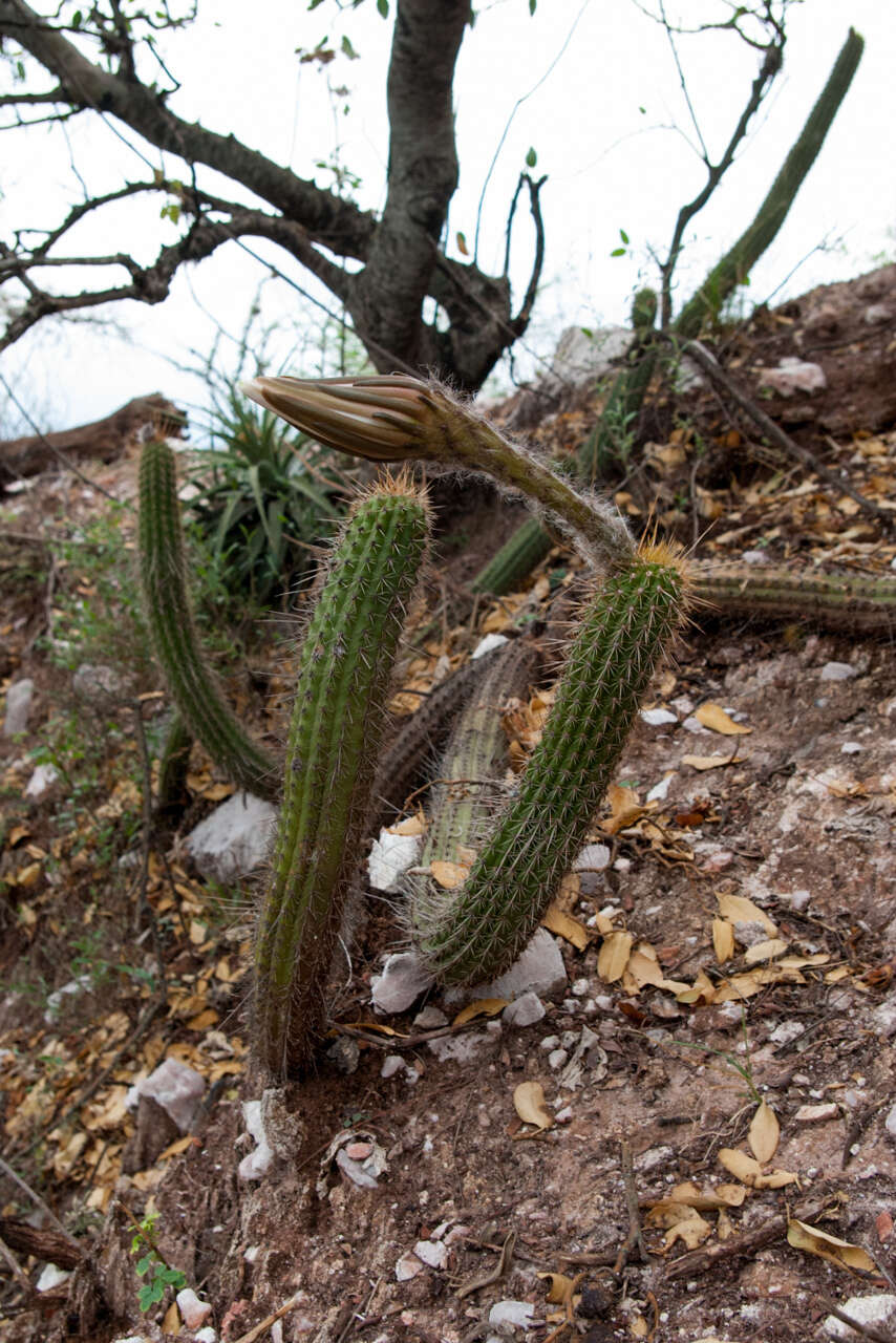 Imagem de Echinopsis quadratiumbonata (F. Ritter) D. R. Hunt