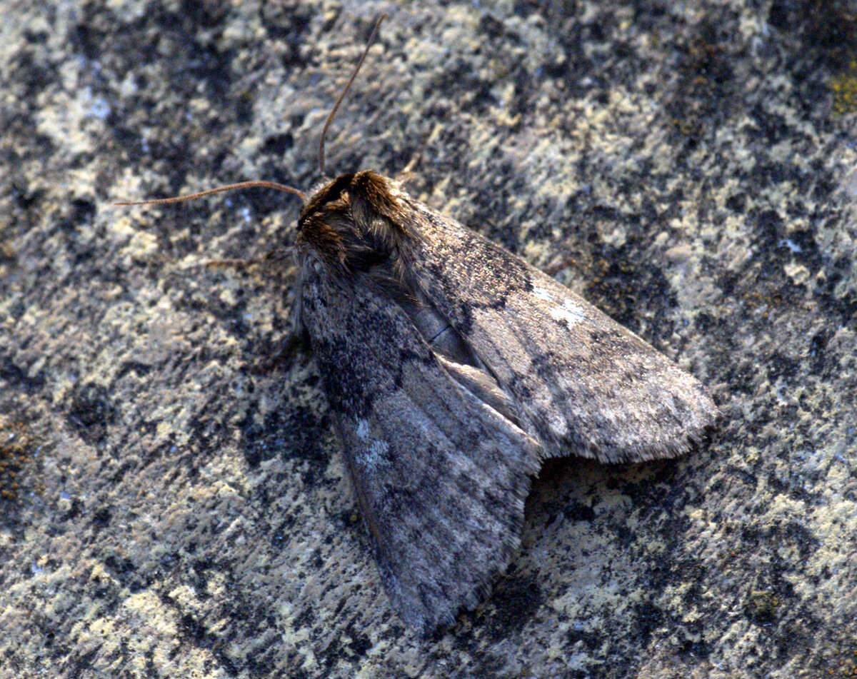 Image of poplar lutestring