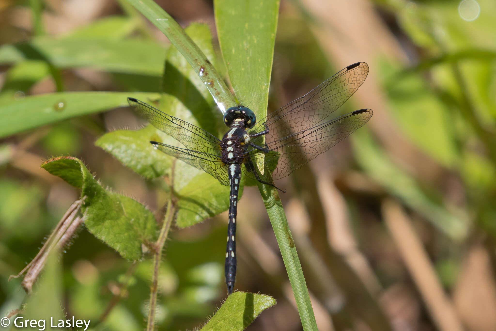 Sivun Neodythemis trinervulata (Martin 1902) kuva