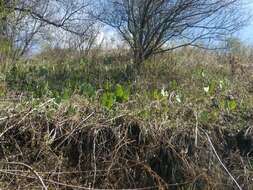 Image of Ligularia heterophylla Rupr.