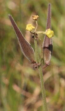 Image of Aspidonepsis diploglossa (Turcz.) A. Nicholas & D. J. Goyder