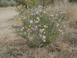 Image de Erigeron pumilus Nutt.