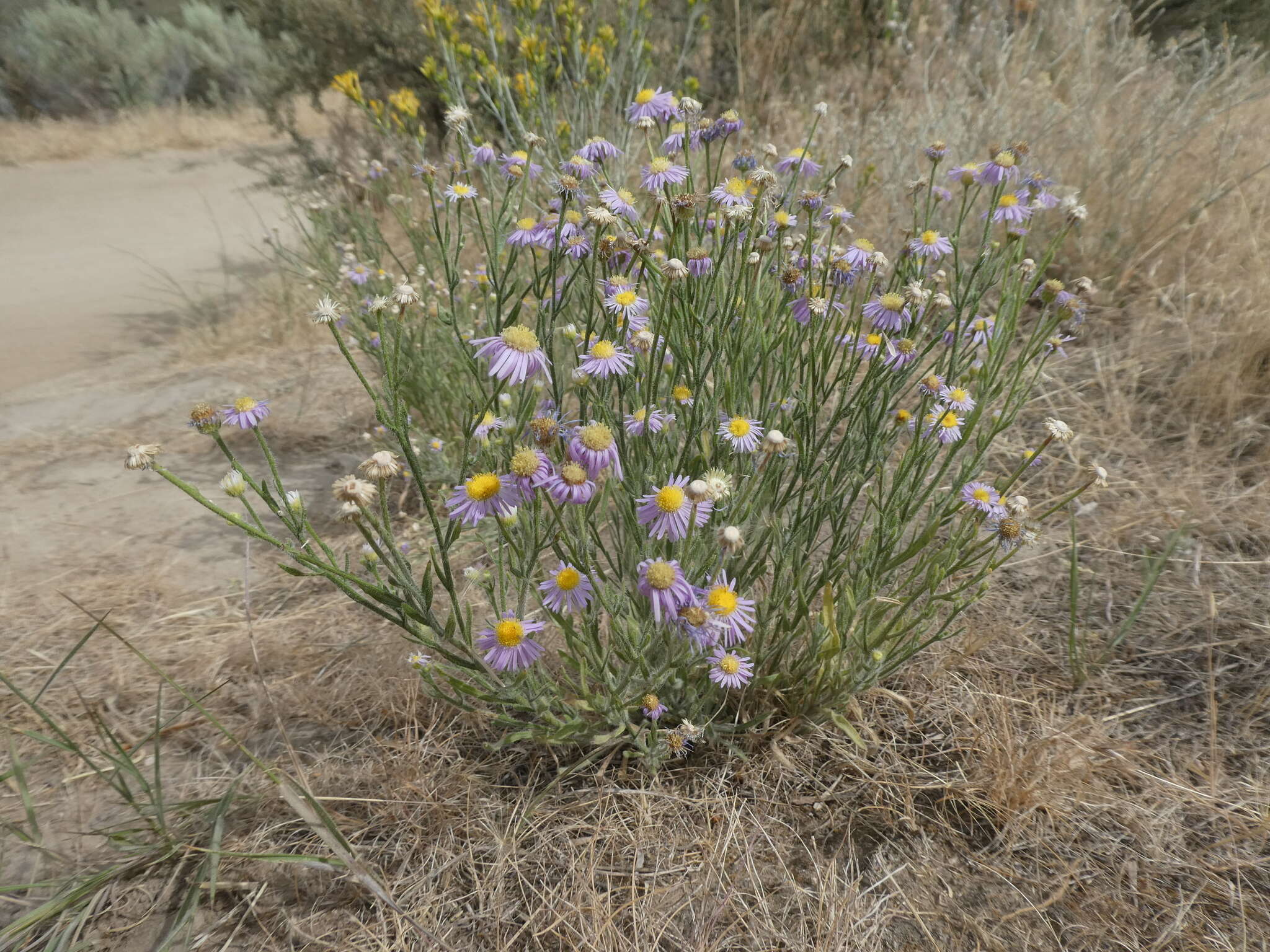 Image de Erigeron pumilus Nutt.