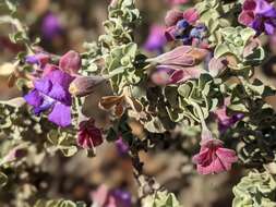 Image de Eremophila rotundifolia F. Muell.