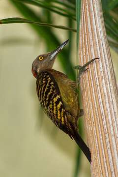 Image of Hispaniolan Woodpecker