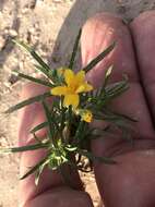 Image of manybristle chinchweed