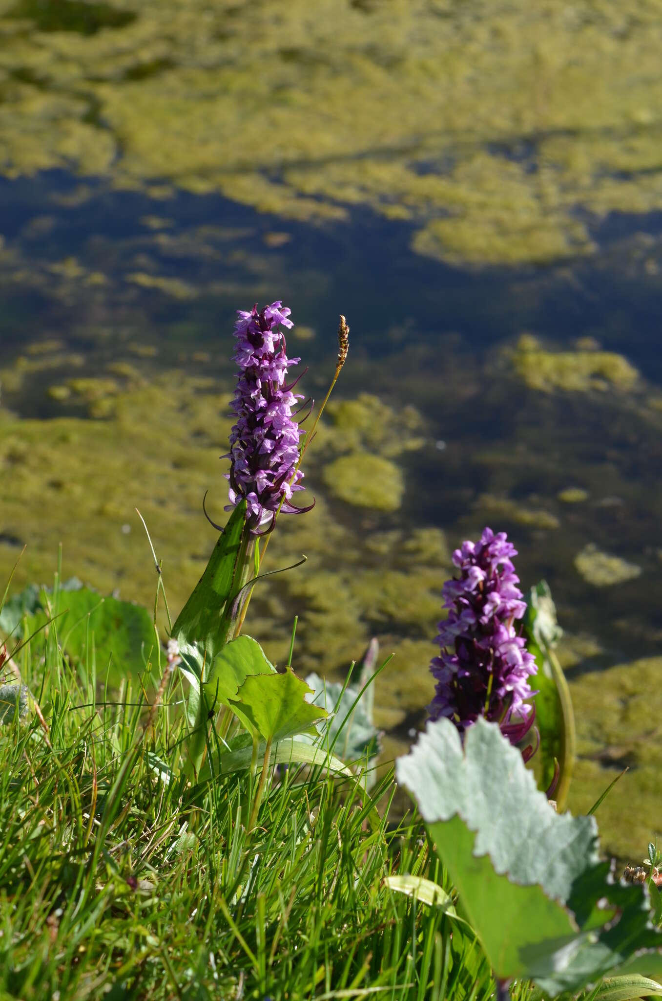 Image of Dactylorhiza umbrosa (Kar. & Kir.) Nevski